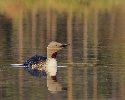 Red-throated Diver