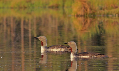 Red-throated Diver 
