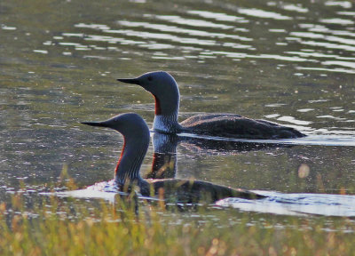 Red-throated Diver 