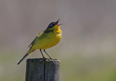 Yellow Wagtail  