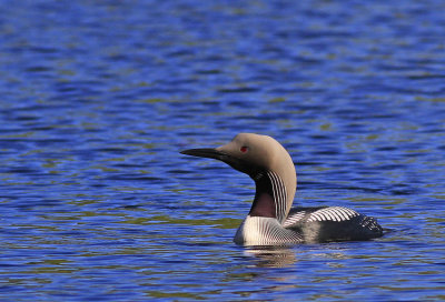 Black-throated Diver