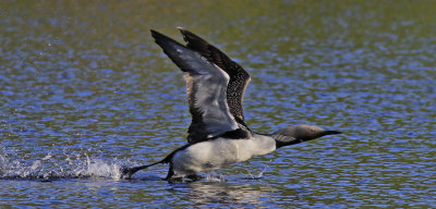 Black-throated Diver  