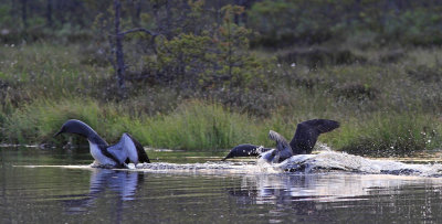 Red-throated Diver 