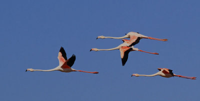 Strre Flamingo