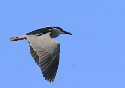 Night Heron