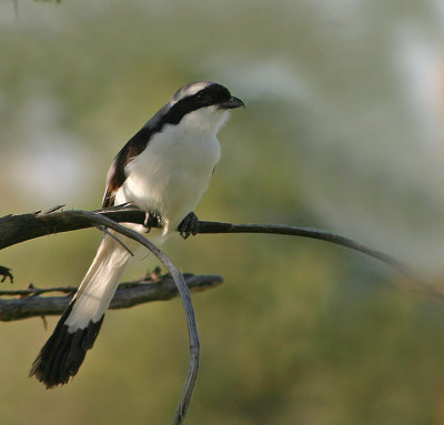 Grey-backed Fiscal Tanzania