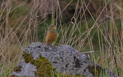 Ortolan Bunting Ortolan Bunting