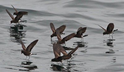 Wilsons Storm- Petrel  