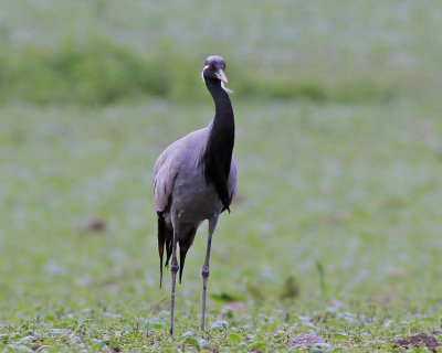 Demoiselle Crane