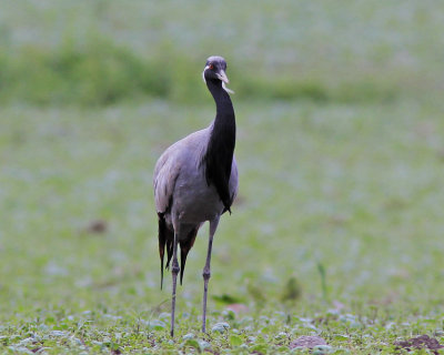 Demoiselle Crane 