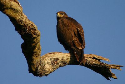 Wahlgergs Eagle