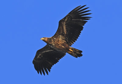 Havsrn  W-t  Eagle juv.