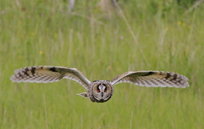 Hornuggla Long-eared Owl