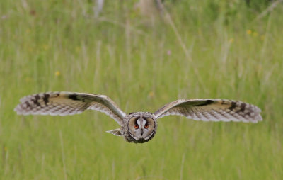 Hornuggla  Long-eared Owl 