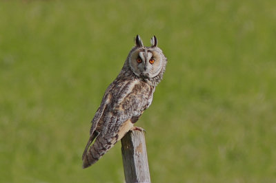 Long-eared Owl 