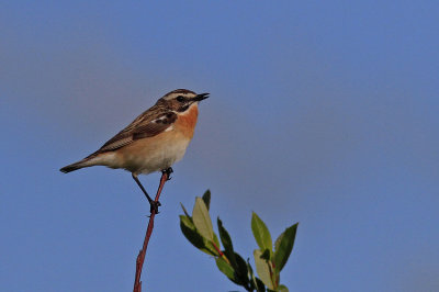 Whinchat