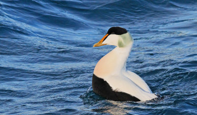 Common Eider Island  S. borealis