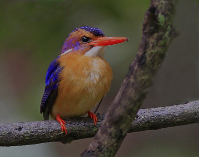 Pygmy Kingfisher