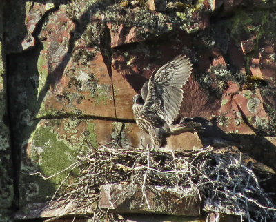 Gyrfalcon