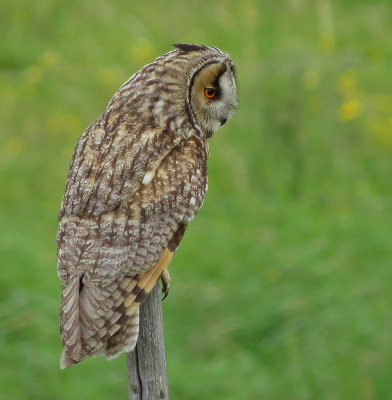 Hornuggla Long-eared Owl