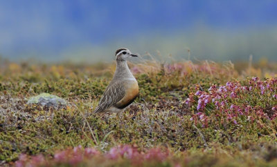 Dotterel  