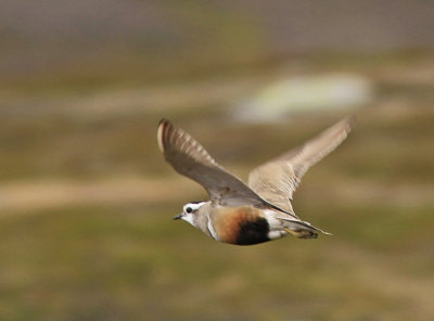 Dotterel  