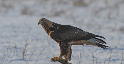 Golden Eagle