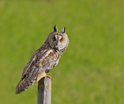 Long-eared Owl