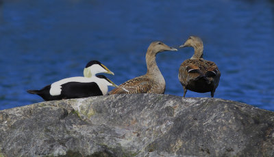 Eider