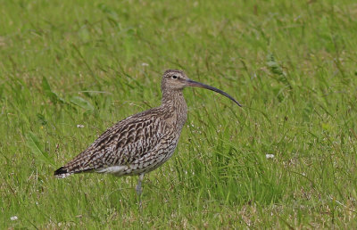 Curlew  