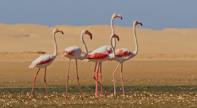 V-Sahara Greater Flamingo 