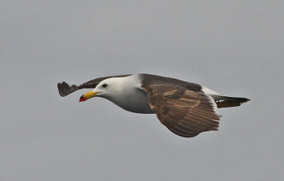 Belchers Gull 