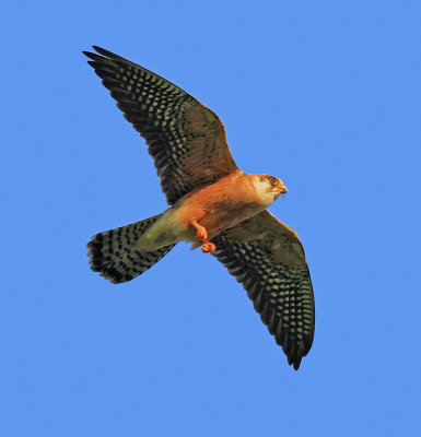 Red-footed Falcon  