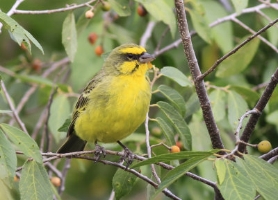 Yellow-fronted Canary 