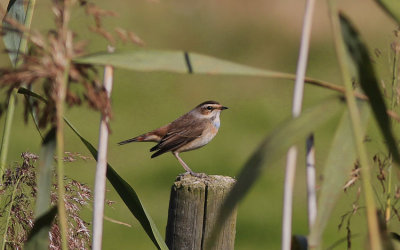 Bluethroat  850.jpg