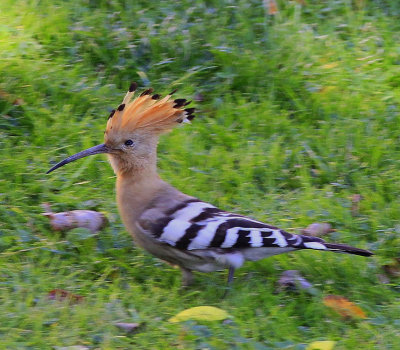 Hoopoe 