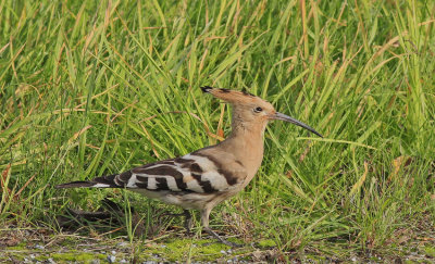 Hoopoe