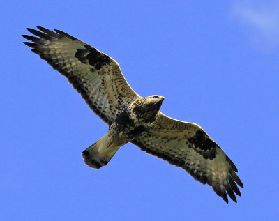 Rough-legged Buzzard