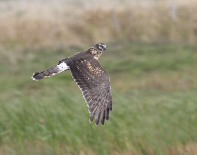 Hen Harrier