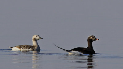 Long-tailed Duck  