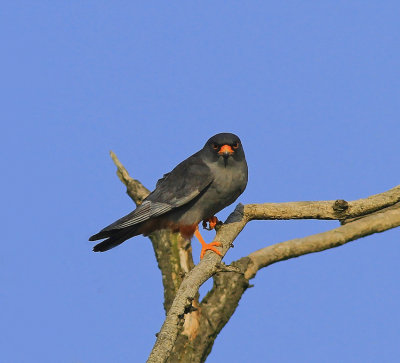 Red-footed Falcon 8501.jpg