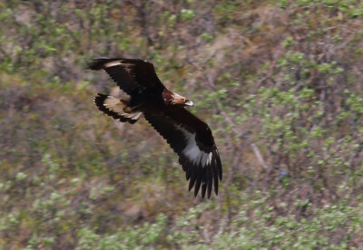 Golden Eagle 