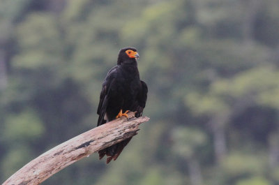 Black  Caracara 