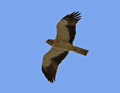 Booted Eagle  