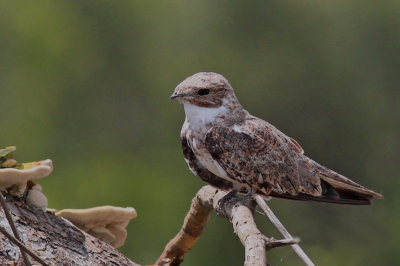 Sand-colored Nighthawk