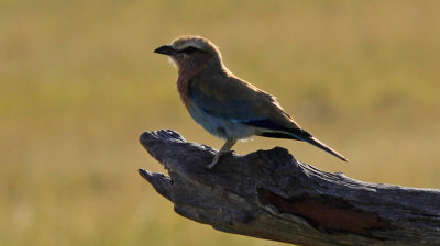 Lilac-breasted Roller