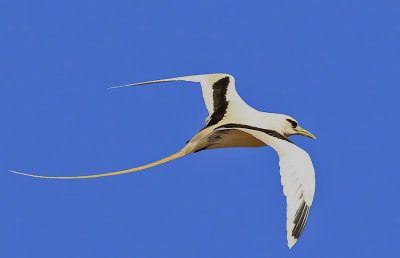 White-tailed Tropicbird 