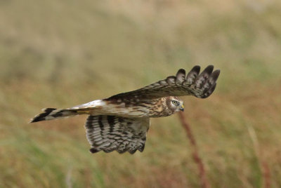 Hen Harrier  