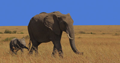 Elephant 