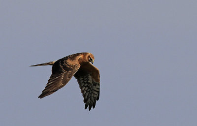 Pallid Harrier 